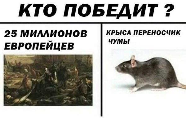Уничтожение крыс в Ульяновске, цены, стоимость, методы