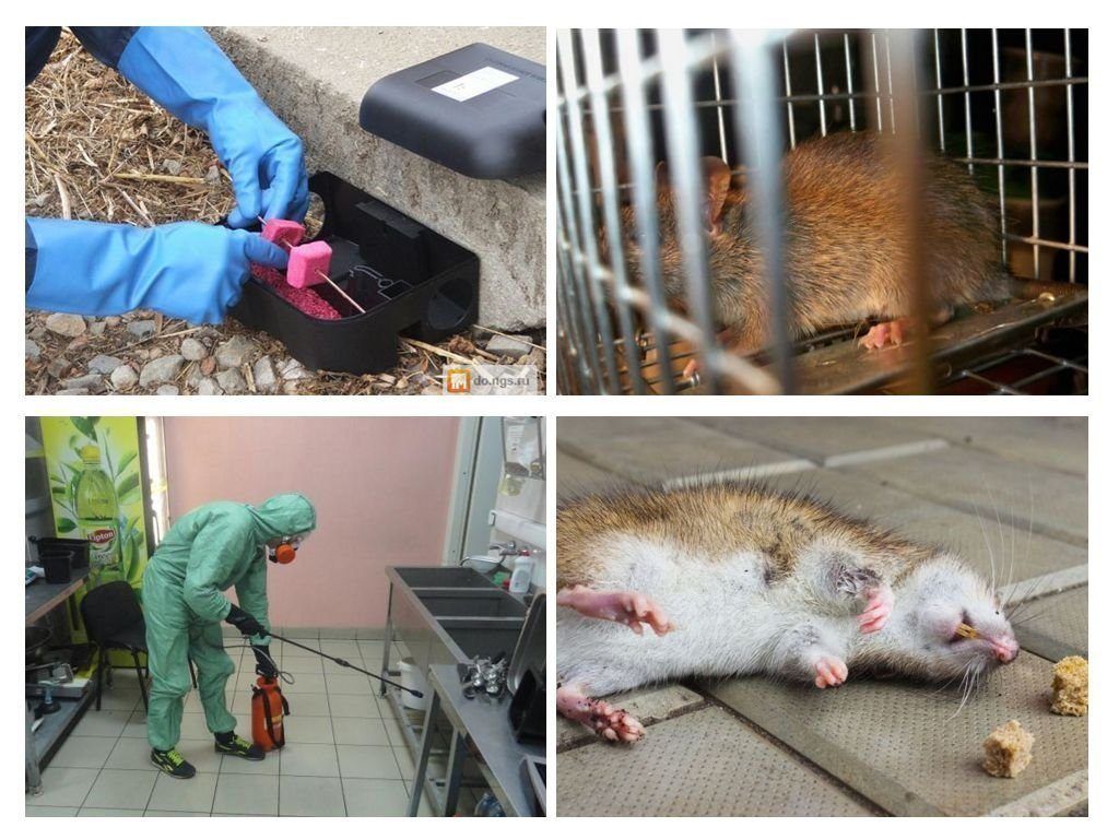 Фирма по уничтожению грызунов, крыс и мышей в Ульяновске