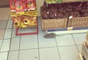 Дезинфекция от грызунов, крыс и мышей в Ульяновске