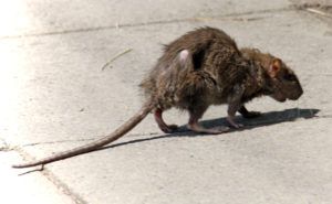 Фирма по уничтожению грызунов, крыс и мышей в Ульяновске