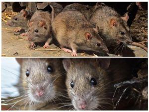 Травить грызунов крыс и мышей в Ульяновске