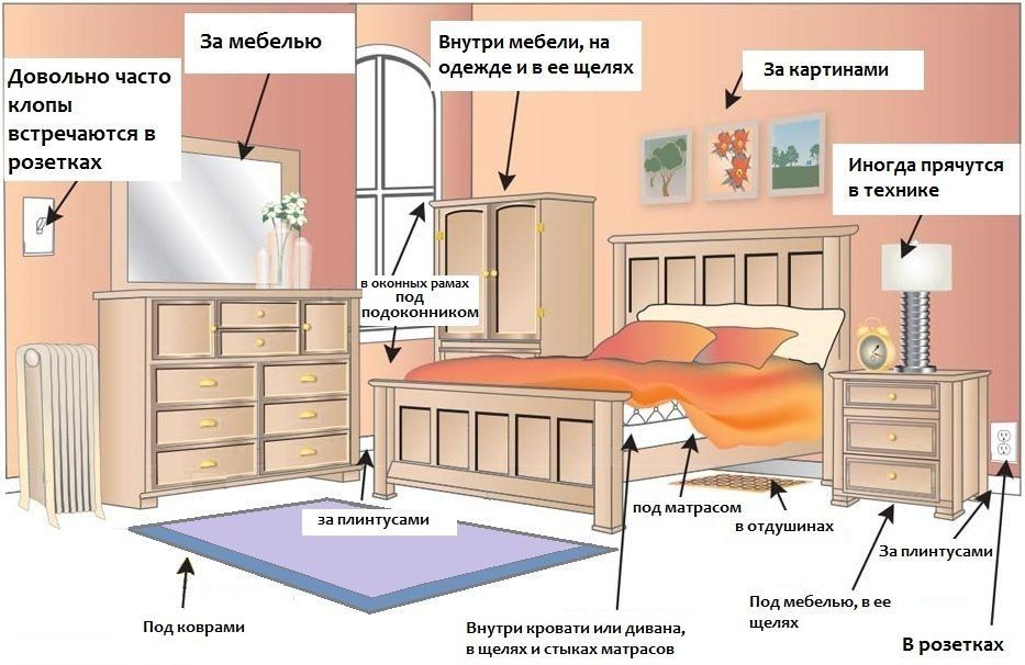 Обработка от клопов квартиры в Ульяновске