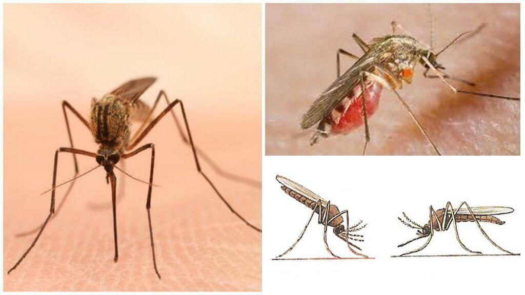 Уничтожение комаров в Ульяновске