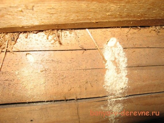 Как избавиться от жука короеда в деревянном доме