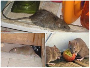 Уничтожение мышей в квартире