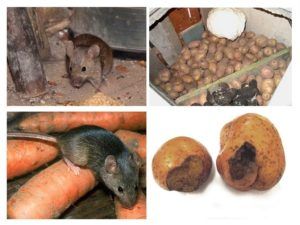Служба по уничтожению грызунов, крыс и мышей в Ульяновске