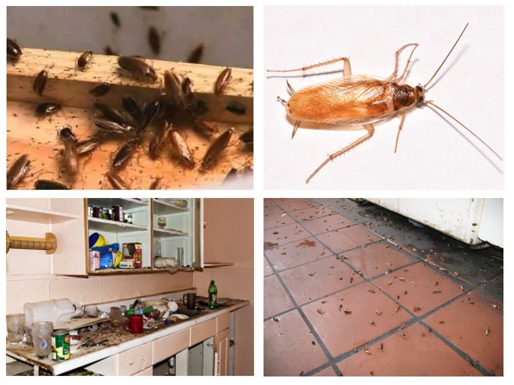 Морить тараканов в квартире в Ульяновске, цены