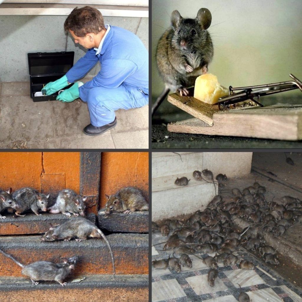 Дезинфекция от блох в квартире в Ульяновске