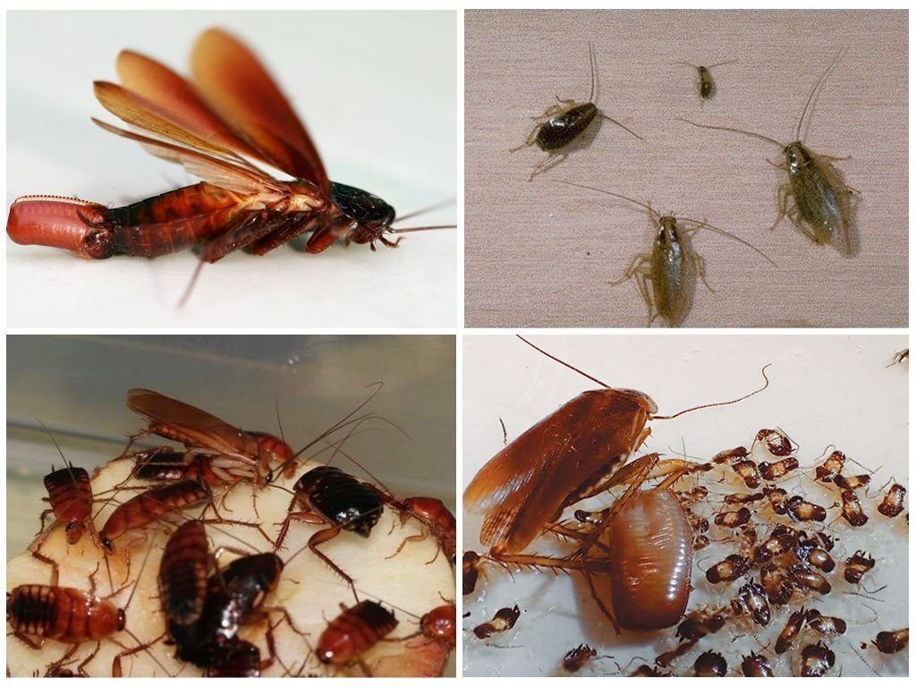 Уничтожение тараканов в квартире в Ульяновске 